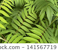 Vibrant Sumac Leaves Natural Foliage Pattern 141567719