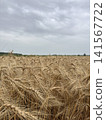 Panoramic View of Wheat Field Before Harvest 141567722