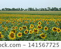 Wide Sunflower Field in Bloom Ukraine 141567725