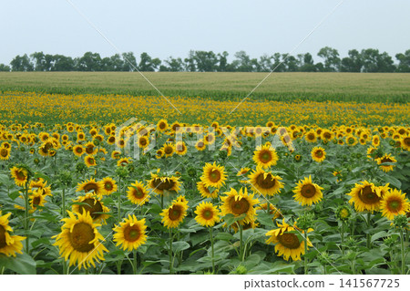Wide Sunflower Field in Bloom Ukraine Wide Sunflower Field in Bloom Ukraine 141567725
