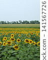 Blooming Sunflower Plantation Agrarian Sector 141567726