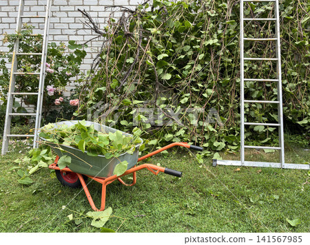 Wheelbarrow filled with cut vines and leaves standing on grass between ladders near overgrown wall in backyard garden, illustrating yard work, pruning, garden maintenance, seasonal outdoor cleanup. Wheelbarrow filled with cut vines and leaves standing on grass between ladders near overgrown wall in backyard garden, illustrating yard work, pruning, garden maintenance, seasonal outdoor cleanup. 141567985