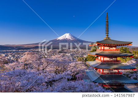Mount Fuji, cherry blossoms in full bloom, and a five-story pagoda as seen from Arakurayama Sengen Park in spring. Mount Fuji, cherry blossoms in full bloom, and a five-story pagoda as seen from Arakurayama Sengen Park in spring. 141567987
