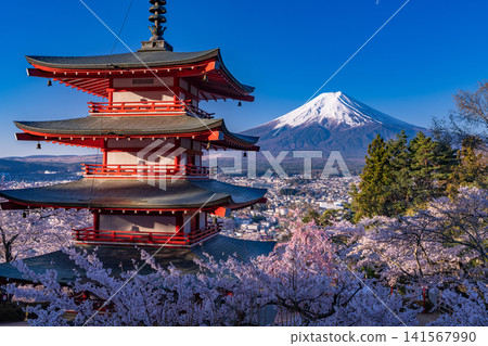 Mount Fuji, cherry blossoms in full bloom, and a five-story pagoda as seen from Arakurayama Sengen Park in spring. 141567990