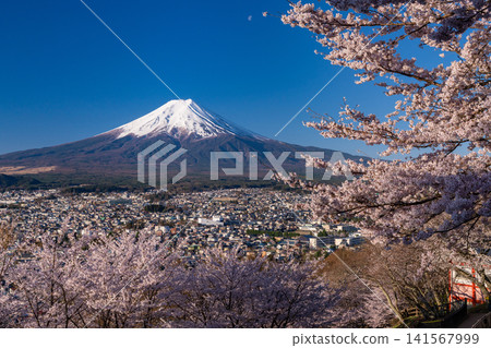 春天,從荒倉山淺間公園可以看到富士山和盛開的櫻花。 春天,從荒倉山淺間公園可以看到富士山和盛開的櫻花。 141567999