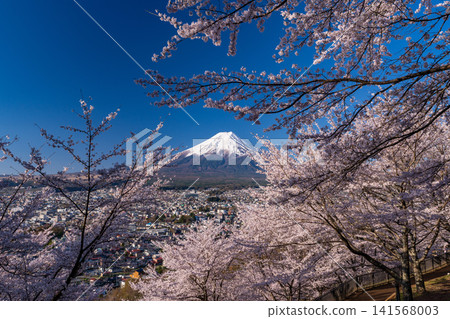 Mount Fuji and cherry blossoms in full bloom as seen from Arakurayama Sengen Park in spring. Mount Fuji and cherry blossoms in full bloom as seen from Arakurayama Sengen Park in spring. 141568003