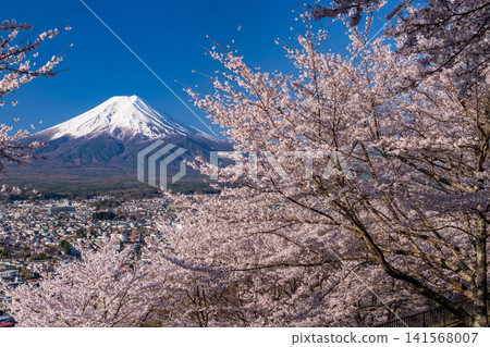 Mount Fuji and cherry blossoms in full bloom as seen from Arakurayama Sengen Park in spring. Mount Fuji and cherry blossoms in full bloom as seen from Arakurayama Sengen Park in spring. 141568007