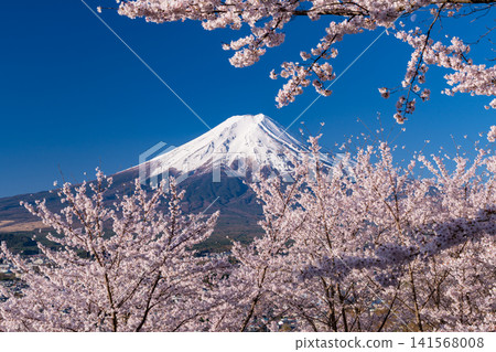 春天,從荒倉山淺間公園可以看到富士山和盛開的櫻花。 春天,從荒倉山淺間公園可以看到富士山和盛開的櫻花。 141568008