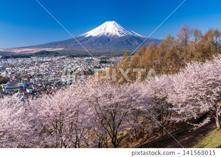 Mount Fuji and cherry blossoms in full bloom as seen from Arakurayama Sengen Park in spring. Mount Fuji and cherry blossoms in full bloom as seen from Arakurayama Sengen Park in spring. 141568015