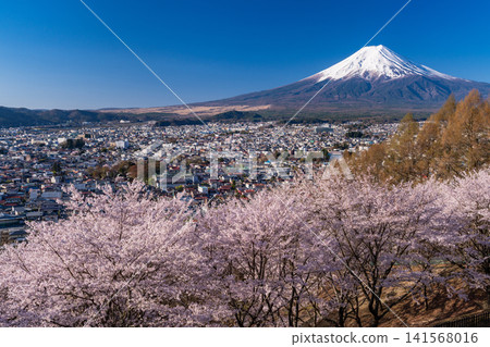 Mount Fuji and cherry blossoms in full bloom as seen from Arakurayama Sengen Park in spring. Mount Fuji and cherry blossoms in full bloom as seen from Arakurayama Sengen Park in spring. 141568016