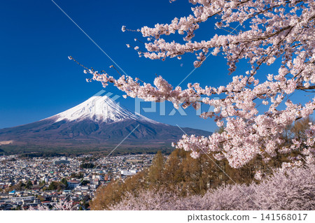 Mount Fuji and cherry blossoms in full bloom as seen from Arakurayama Sengen Park in spring. Mount Fuji and cherry blossoms in full bloom as seen from Arakurayama Sengen Park in spring. 141568017