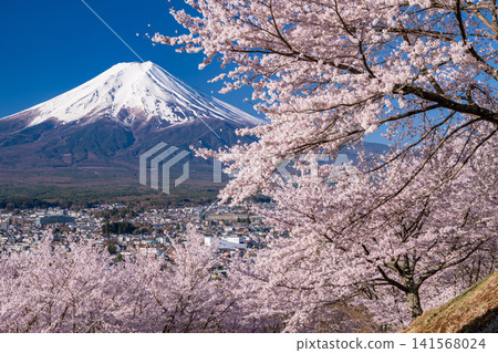 Mount Fuji and cherry blossoms in full bloom as seen from Arakurayama Sengen Park in spring. Mount Fuji and cherry blossoms in full bloom as seen from Arakurayama Sengen Park in spring. 141568024