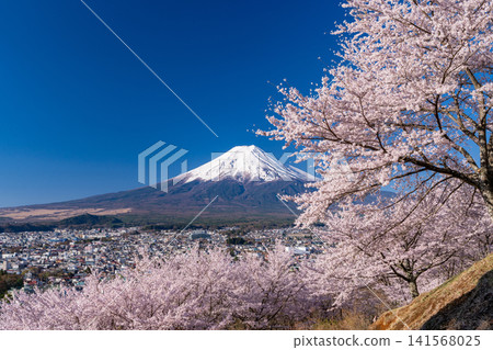 Mount Fuji and cherry blossoms in full bloom as seen from Arakurayama Sengen Park in spring. Mount Fuji and cherry blossoms in full bloom as seen from Arakurayama Sengen Park in spring. 141568025