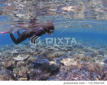 A woman snorkeling over a coral reef (Ishigaki Island) A woman snorkeling over a coral reef (Ishigaki Island) 141568104