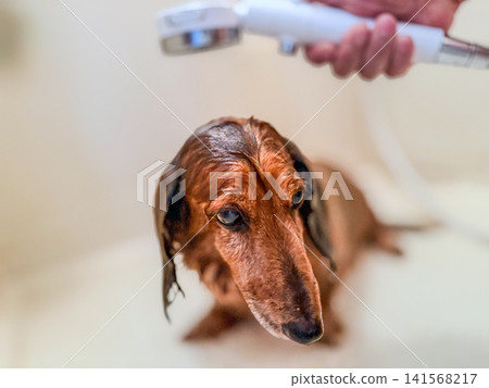 一隻迷你臘腸犬正在浴缸裡洗澡。 141568217