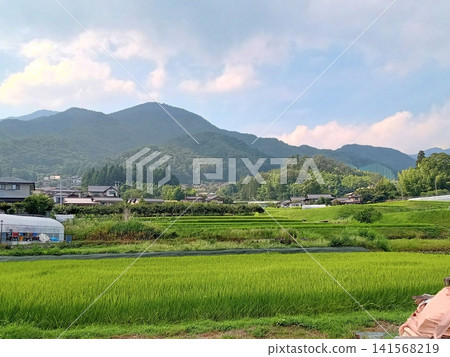 山腳下稻田的夏日景色 山腳下稻田的夏日景色 141568219