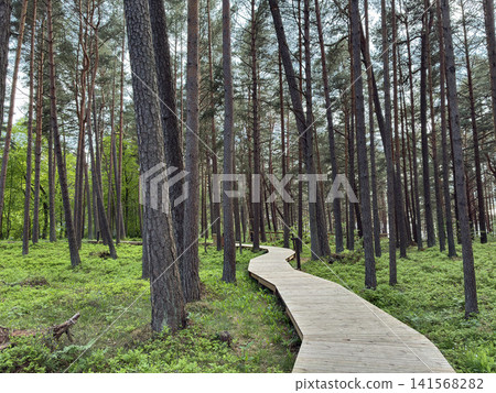 Wooden boardwalk curving through green pine forest with tall tree trunks, mossy woodland ground and natural outdoor scenery, representing hiking, nature travel, peaceful walking, eco tourism, wellness Wooden boardwalk curving through green pine forest with tall tree trunks, mossy woodland ground and natural outdoor scenery, representing hiking, nature travel, peaceful walking, eco tourism, wellness 141568282