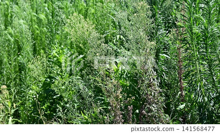 Vacant land, wasteland, weeds, land, vacant lot Vacant land, wasteland, weeds, land, vacant lot 141568477
