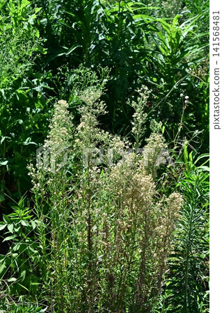 Vacant land, wasteland, weeds, land, vacant lot Vacant land, wasteland, weeds, land, vacant lot 141568481