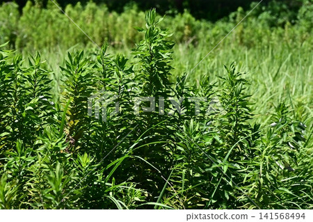 Vacant land, wasteland, weeds, land, vacant lot Vacant land, wasteland, weeds, land, vacant lot 141568494