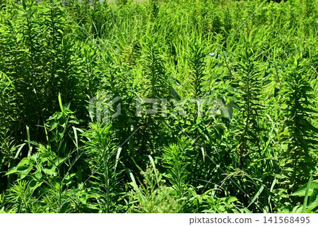 Vacant land, wasteland, weeds, land, vacant lot Vacant land, wasteland, weeds, land, vacant lot 141568495