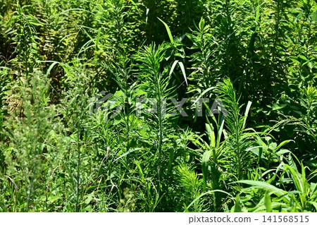 Vacant land, wasteland, weeds, land, vacant lot Vacant land, wasteland, weeds, land, vacant lot 141568515