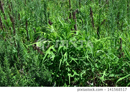 Vacant land, wasteland, weeds, land, vacant lot Vacant land, wasteland, weeds, land, vacant lot 141568517