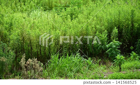 Vacant land, wasteland, weeds, land, vacant lot Vacant land, wasteland, weeds, land, vacant lot 141568525