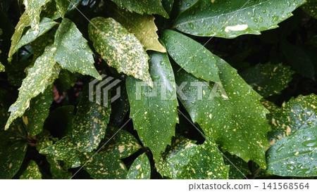Aucuba japonica (variegated aucuba) on a rainy day Aucuba japonica (variegated aucuba) on a rainy day 141568564