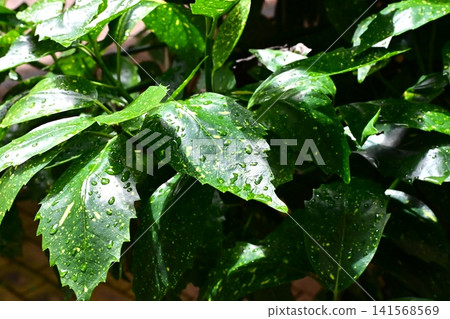 下雨天的日本金葉珊瑚(花葉金葉珊瑚) 下雨天的日本金葉珊瑚(花葉金葉珊瑚) 141568569