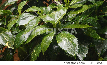 Aucuba japonica (variegated aucuba) on a rainy day Aucuba japonica (variegated aucuba) on a rainy day 141568583