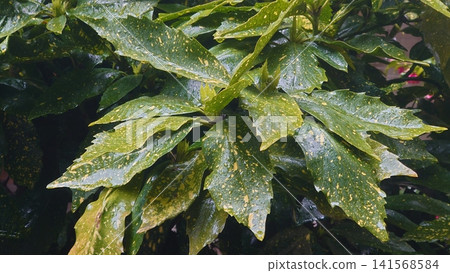 下雨天的日本金葉珊瑚(花葉金葉珊瑚) 下雨天的日本金葉珊瑚(花葉金葉珊瑚) 141568584