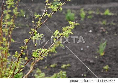 Young raspberry grows green leaves in spring garden. Fresh berry bush develops 141568627