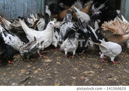 pigeons group feeding in village yard on soil ground with grain scattered. pigeons group feeding in village yard on soil ground with grain scattered. 141568628