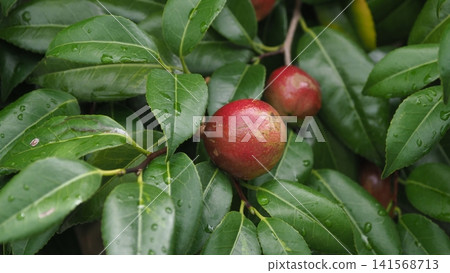 山茶籽(山茶油的原料) 山茶籽(山茶油的原料) 141568713