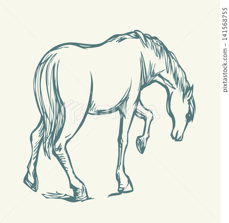Vector drawing. The horse is walking on the lawn Vector drawing. The horse is walking on the lawn 141568755