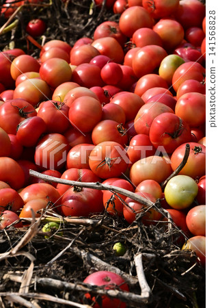 Discarded vegetables (tomatoes), substandard vegetables, food waste problem, defective products Discarded vegetables (tomatoes), substandard vegetables, food waste problem, defective products 141568828