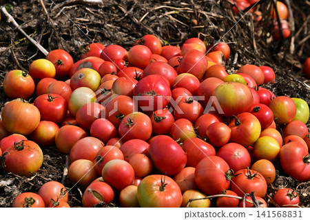 被丟棄的蔬菜（番茄）、不合格蔬菜、食物浪費問題、瑕疵產品 141568831