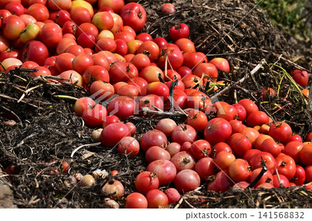 Discarded vegetables (tomatoes), substandard vegetables, food waste problem, defective products Discarded vegetables (tomatoes), substandard vegetables, food waste problem, defective products 141568832