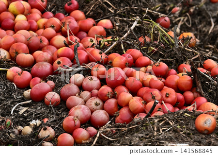 Discarded vegetables (tomatoes), substandard vegetables, food waste problem, defective products 141568845