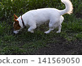 Small dog walks on fresh lawn in countryside. 141569050