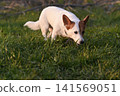 White dog of Jack Russell breed sniffs green grass in park outdoors. 141569051