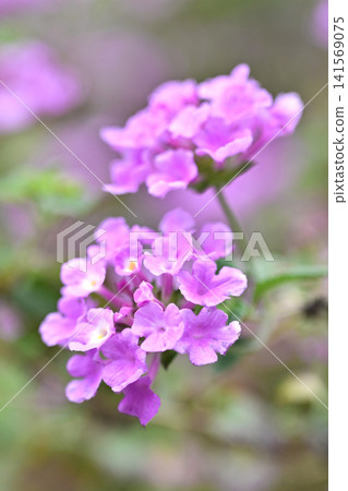 Lantana (Trailing lantana) Lantana (Trailing lantana) 141569075