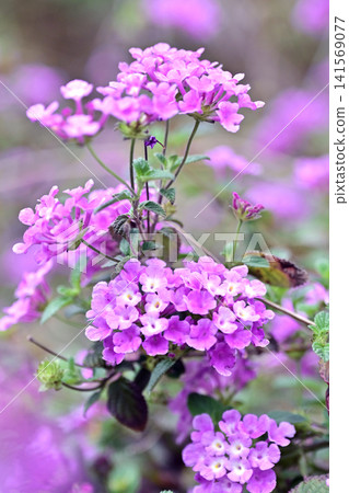 Lantana (Trailing lantana) Lantana (Trailing lantana) 141569077