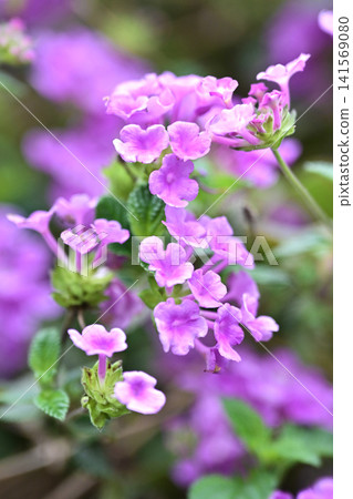 Lantana (Trailing lantana) Lantana (Trailing lantana) 141569080