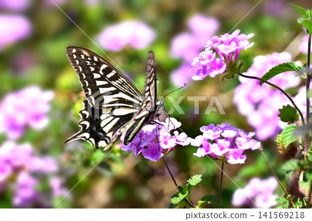Swallowtail butterfly (Papilio xuthus): Swallowtail butterfly (Papilio xuthus): 141569218