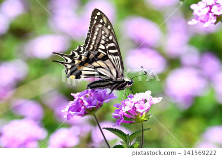 Swallowtail butterfly (Papilio xuthus): Swallowtail butterfly (Papilio xuthus): 141569222