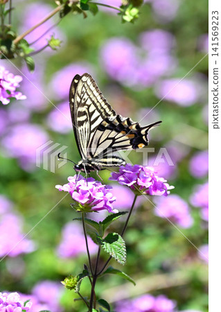 鳳蝶(Papilio xuthus): 鳳蝶(Papilio xuthus): 141569223