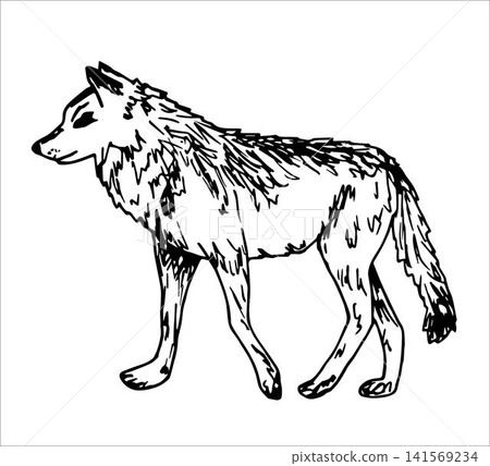 Simple hand drawn vector illustration with black outline. Wild animal wolf, forest predator. Sketch in ink. Simple hand drawn vector illustration with black outline. Wild animal wolf, forest predator. Sketch in ink. 141569234