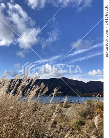 秋風吹拂，湖畔藍天，蒲葦隨風搖曳。 141569236